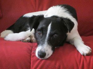 Diplom-Psychologin Dr. Dörthe Beurer